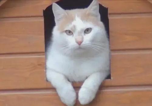 娱乐吃瓜酱小猫睡在哪里,揭秘萌宠的温馨睡眠角落